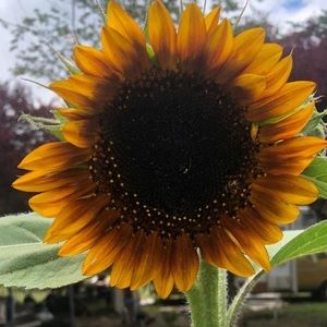 Meet your Posher, Kourtney